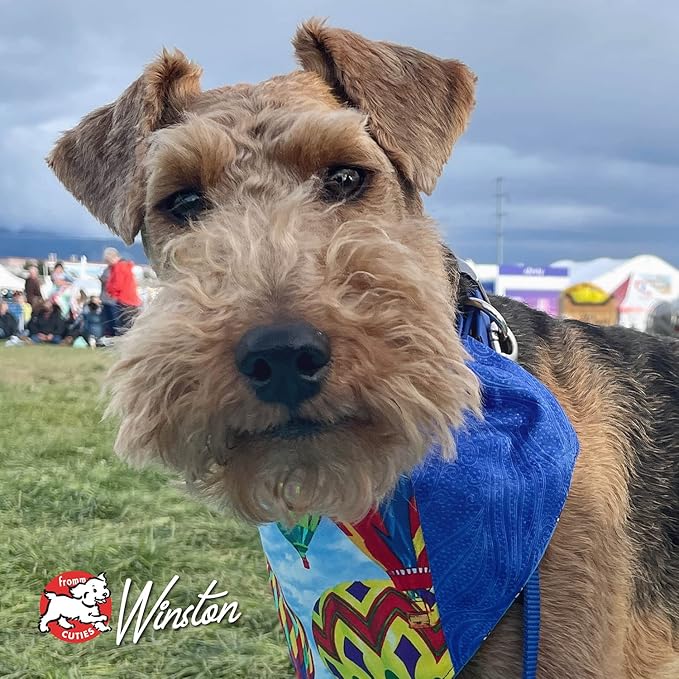 Fromm Four-Star Nutritionals Salmon A La Veg Dog Food - Premium Dry Dog Food - Salmon Recipe - 12 lb - PAWPICO