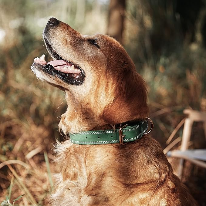 Leather Dog Collar, Heavy Duty, Wide, Genuine, for Medium & Large Dogs, Dual Stitch - Green DAIHAQIKO