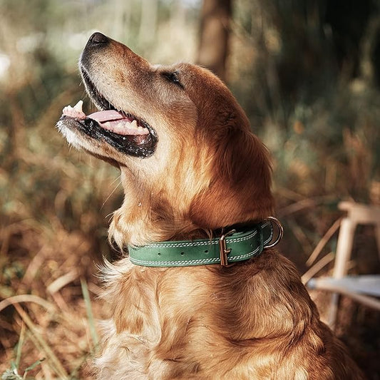 Leather Dog Collar, Heavy Duty, Wide, Genuine, for Medium & Large Dogs, Dual Stitch - Green DAIHAQIKO