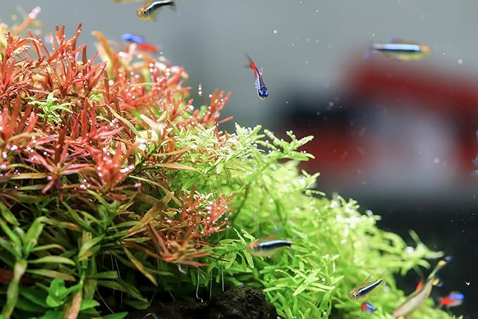 Twinstar A-Line LED Aquarium Light - W-RGB Full Spectrum Aquarium Light, Light for Aquarium Plants & Fish, Adjustable Aquarium Light for/Fit 8"-48" Tanks, LED Lights for Fish Tanks - 12-17 in (30A) PAWPICO