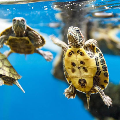 Tetra ReptoMin Floating Food Sticks, Food for Aquatic Turtles, Newts and Frogs, 2.65 lbs Tetra