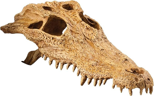 Exo Terra Croc Skull Terrarium Decor LQ - Ideal for Reptiles & Amphibians | Secure Hiding Place, Multiple Entrances, Perfect for Desert & Rainforest Setups | Adds Exciting Accent to Any Habitat ExoTerra