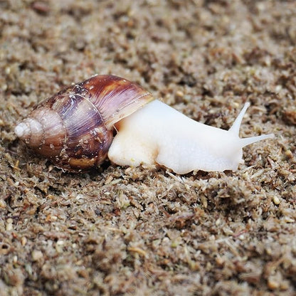 2 Quarts Organic Fiber Substrate for Pet Snail, Ideal Snail Terrarium Accessories for Retains Moisture Begeterday