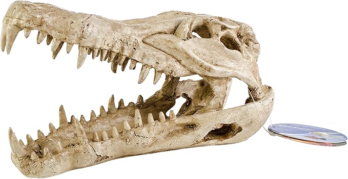 Penn-Plax Crocodile Skull Animal Resin Ornament, Safe for Saltwater and Freshwater Aquaruims (RR1065) Penn-Plax