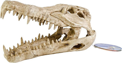 Penn-Plax Crocodile Skull Animal Resin Ornament, Safe for Saltwater and Freshwater Aquaruims (RR1065) Penn-Plax