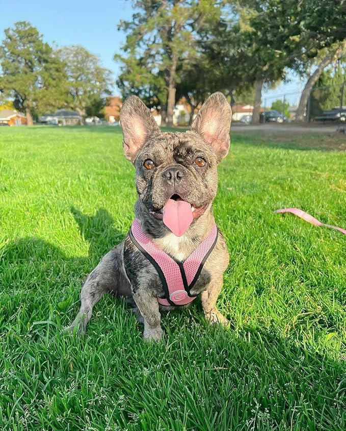 Gooby Comfort X Head in Harness - Pink, Large - No Pull Small Dog Harness Patented Choke-Free X Frame - Perfect on The Go Dog Harness for Medium Dogs No Pull or Small Dogs for Indoor and Outdoor Use Gooby