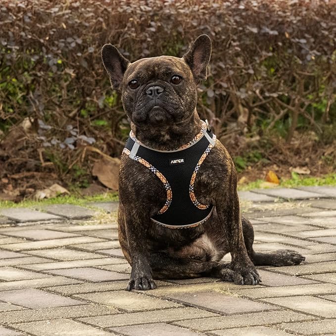 AMTOR Small Dog Harness with Leash Set, No Escape Easy Walk Puppy Harnesses for Training Walking, Step-in Reflective Soft Dogs Vest for XS S Medium Extra-Small Large Sized Dog(BlackYellow,L) - PAWPICO