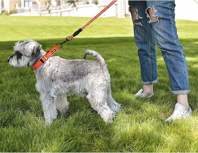 haapaw 2 Packs Martingale Dog Collar with Quick Release Buckle Reflective Dog Training Collars for Small Medium Large Dogs (Collar+Leash, S Neck 12"-13", Orange, 1+1 Packs) haapaw