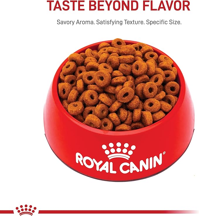 Royal Canin Large Aging 8+ Senior Dry Dog Food, 30 lb bag - PAWPICO