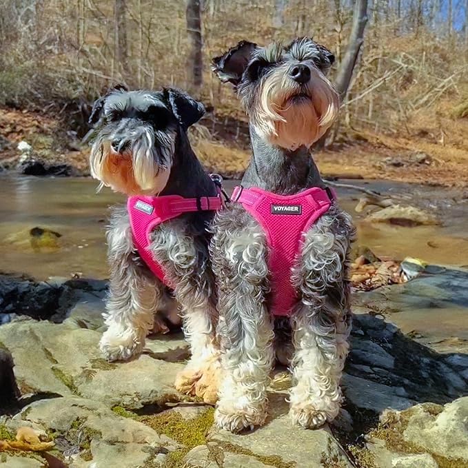 Best Pet Supplies Voyager Adjustable Dog Harness Leash Set with Reflective Stripes for Walking Heavy-Duty Full Body No Pull Vest with Leash D-Ring, Breathable All-Weather - Harness (Fuchsia), M BestPetSuppliesLLC