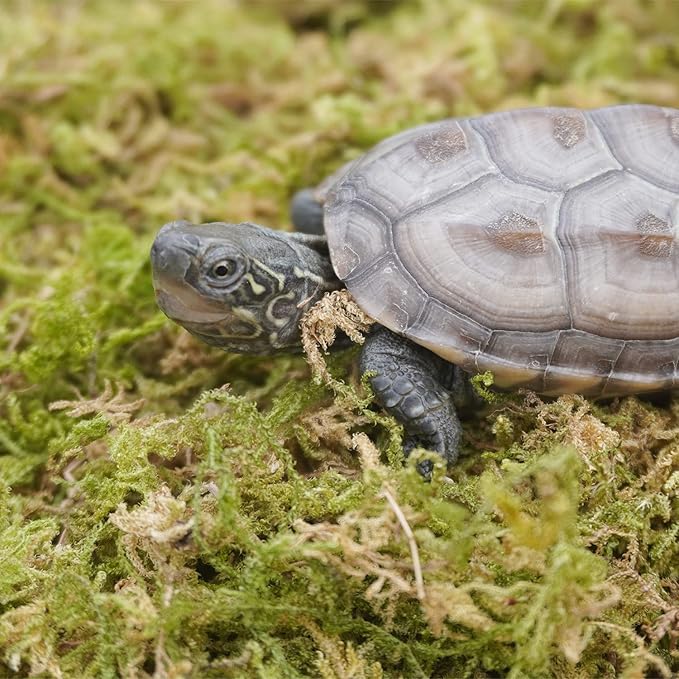 15oz Pure Natural Reptile Moss for Humidity, Great for Snakes, Turtle and Other Reptiles, Good for Terrariums for Reptiles & Amphibians Begeterday