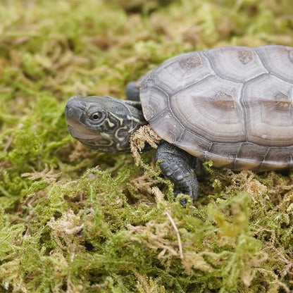 15oz Pure Natural Reptile Moss for Humidity, Great for Snakes, Turtle and Other Reptiles, Good for Terrariums for Reptiles & Amphibians Begeterday