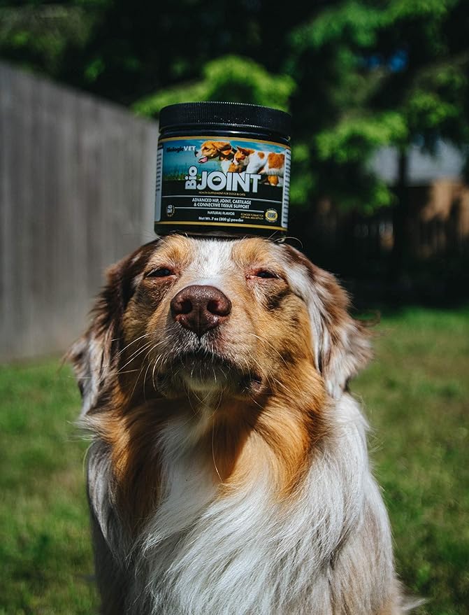 BioJOINT Advanced Joint Mobility Support, Advanced Hip, Joint, Cartilage & Connective Tissue Support, 40-Day Supply for 20-lb. Animal, 7-oz. Powder FloraHealth