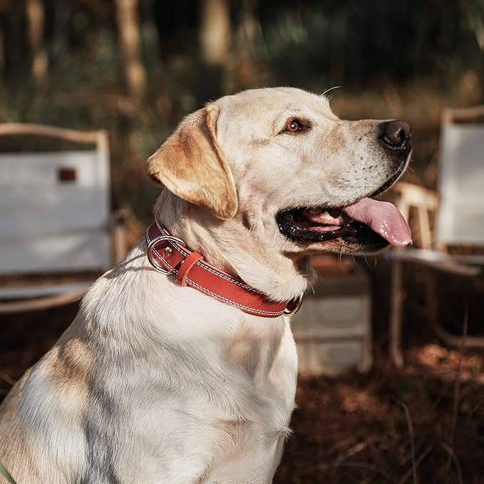 Dog Collar,Genuine Leather Dog Collar, Heavy Duty Dog Collar, Valentines Dog Collar for Small Dog, Medium Dog, Large Dog and Extra Large Dog (L: 1.2" Wide for 16.2"-22" Neck,Dual Stitch-Red) DAIHAQIKO