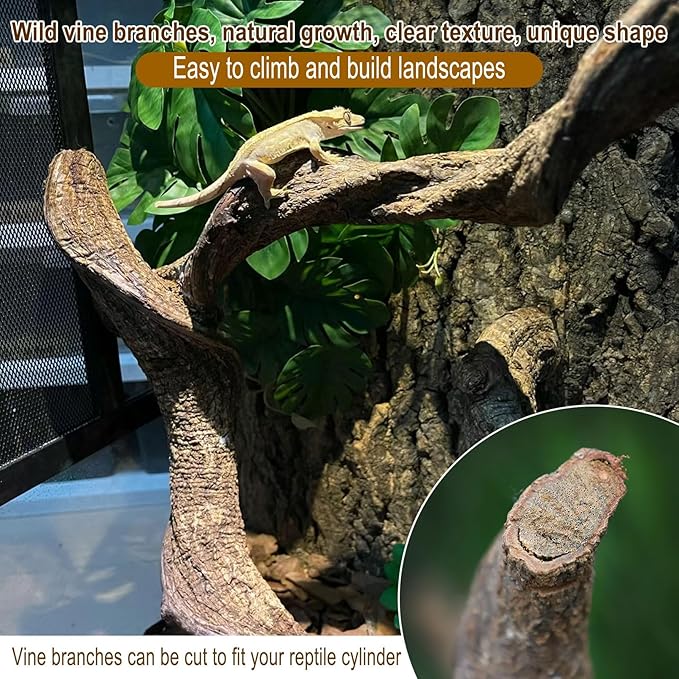 Reptile Decor Natural Forest Branch Terrarium Habitat Decoration Lizard Climbing Tree Branch for Bearded Dragon Gecko Snake Frog Chameleon Spider 8PCS BNOSDM