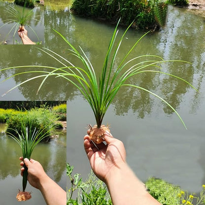 Woyrise Reptile Plants for Terrarium Decor, Amphibian Habitat Artificial Plants Bearded Dragon Tank Accessories fit Crested Gecko Leopard Lizard Chameleon Ball Python Snake Frog - Calamus Woyrise