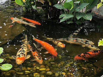EasyPro PG5 Platinum Koi & Goldfish Food, 5 lb EasyProPondProducts