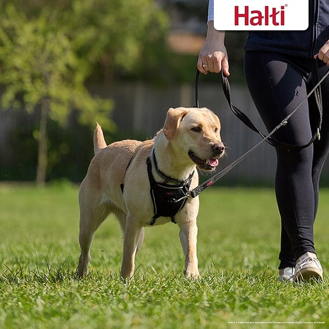 HALTI No Pull Harness - To Stop Your Dog Pulling on the Leash. Adjustable, Lightweight and Easy to Use. Reflective Dog Training Harness for Medium Dogs (Size M) CompanyofAnimals