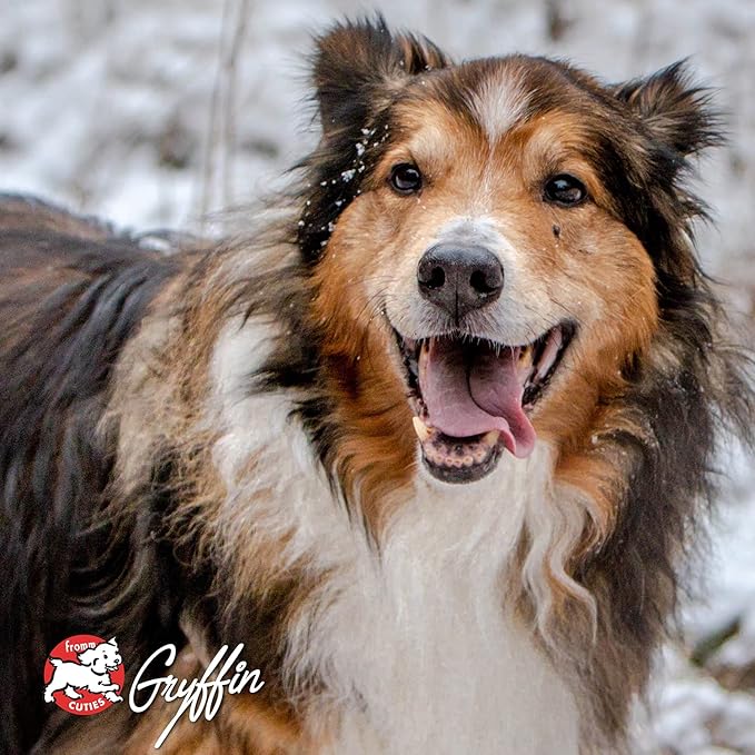 Fromm Four-Star Nutritionals Lamb & Lentil Dog Food - Premium Dry Dog Food - Lamb Recipe - 26 lb - PAWPICO