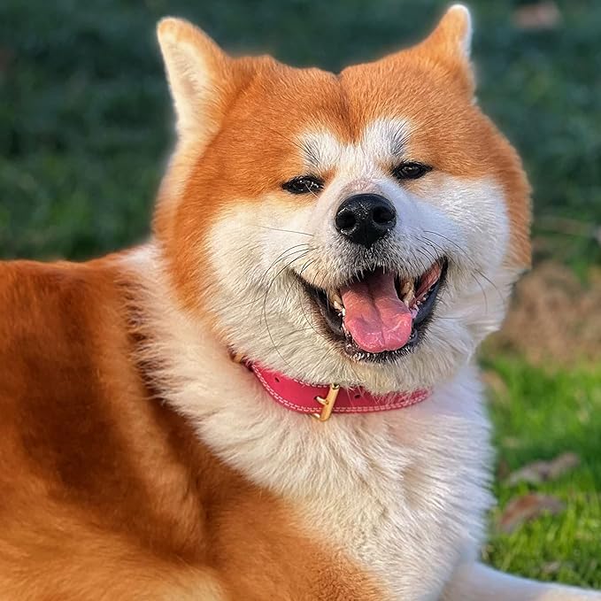 Dog Collar,Genuine Leather Dog Collar,Heavy Duty Dog Collar,Valentines Dog Collar for Small Dog, Medium Dog,Large Dog and Extra Large Dog (L: 1.2" Wide for 16.2"-22" Neck,Dual Stitch - Pink) DAIHAQIKO