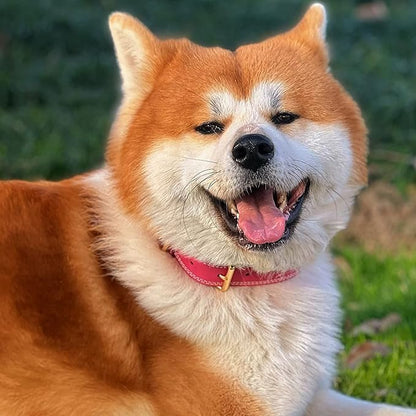 Dog Collar,Genuine Leather Dog Collar,Heavy Duty Dog Collar,Valentines Dog Collar for Small Dog, Medium Dog,Large Dog and Extra Large Dog (M: 1" Wide for 15.2"-19.2" Neck,Dual Stitch - Pink) DAIHAQIKO