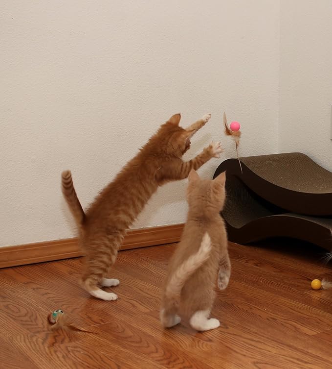 5 Pack Interactive Bouncy Ball with Natural Feathers for Indoor Cats and Kittens who Love to Play and Have Fun. - PAWPICO