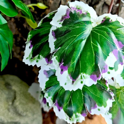 Woyrise Reptile Artificial Plants for Terrarium Decor, Amphibian Habitat Decorations Bearded Dragon Tank Accessories fit Crested Gecko Leopard Lizard Chameleon Snake Frog - White Edge Heuchera Woyrise