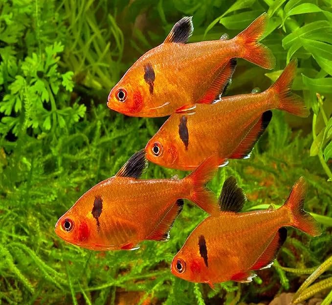Aquatic Foods Inc. Premium Community Tropical Fish Flakes. All-Around Flakes for Tetras, Livebearers, Gouramis, Anglefish, Cichlids, Goldfish, Guppies, Mollies 1/2-lb Bag Aquatic+Foods+Inc.