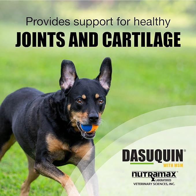 Nutramax Laboratories Dasuquin with MSM Joint Health Supplement for Large Dogs - With Glucosamine, MSM, Chondroitin, ASU, Boswellia Serrata Extract, and Green Tea Extract, 150 Soft Chews NutramaxLaboratories