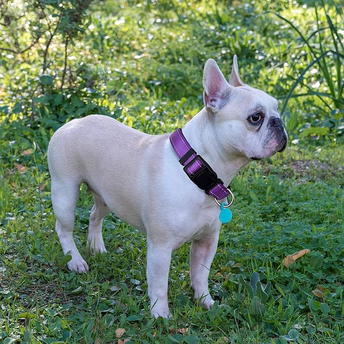 Reflective Dog Collar Padded with Soft Neoprene Breathable Adjustable Nylon Dog Collars for Small Medium Large Dogs (X-Small (Pack of 1), Purple Collar+Leash) ladoogo