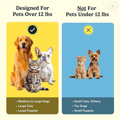 Jasper Dog Toothbrush, 360º Dog Tooth Brushing Kit, Cat Toothbrush, Dog Teeth Cleaning, Dog Finger Toothbrush, Dog Tooth Brush for Small & Large Pets, Dog Toothpaste Not Included, 4-Pack Neon JASPER%C2%AE