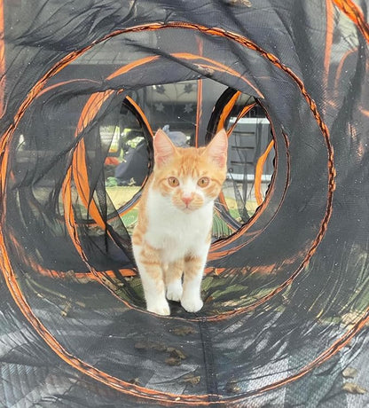 Catio Outdoor Cat Enclosures for Indoor Cats, 4-in-1 Outside Large Playground Include Portable Cat Tent and Tunnel, for Cats and Other Pets - PAWPICO