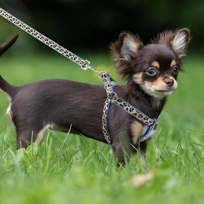 Mile High Life Leopard Dog Harness Collar Leash Set | Adjustable No Pull Dog Halter Harness for Small Breed Dogs | Easy Control for Training Walking | Blue, Small - PAWPICO
