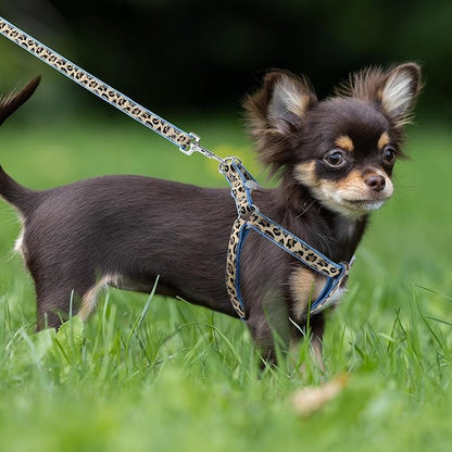 Mile High Life Leopard Dog Harness Collar Leash Set | Adjustable No Pull Dog Halter Harness for Small Breed Dogs | Easy Control for Training Walking | Blue, Small - PAWPICO