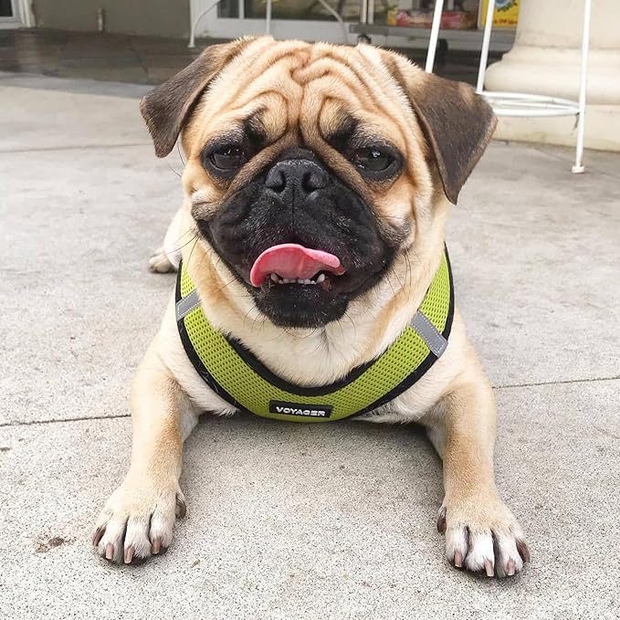 Voyager Step-in Air Dog Harness - All Weather Mesh, Reflective, No Pull Harness for Small, Medium Dogs, Cats - Secure with Hook & Loop Fastener, Buckle, Double D-Rings - Lime Green/Black Trim, XS BestPetSuppliesLLC