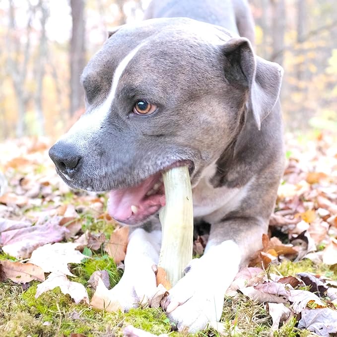 Barkbox Super Chewer Tough Dog Chew Toys for Aggressive Chewers, Dental Stimulating (Antler - Large) - PAWPICO
