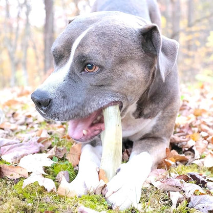 Barkbox Super Chewer Tough Dog Chew Toys for Aggressive Chewers, Dental Stimulating (Antler - Large) - PAWPICO