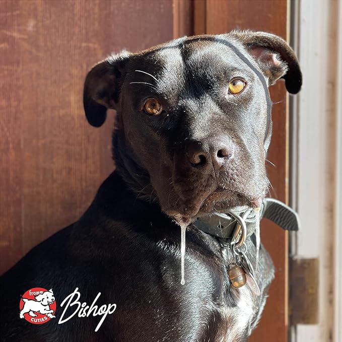 Fromm Adult Gold with Ancient Grains Dry Dog Food (15 lb) - PAWPICO