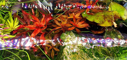 Finnex Planted+ 2.0 Aquarium LED Light, 660nm Plant Light, Moonlights Finnex