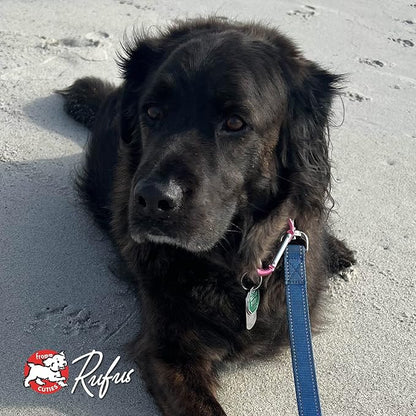 Fromm Four-Star Nutritionals Trout & Whitefish Dog Food - Premium Dry Dog Food - Trout Recipe - 4 lb - PAWPICO