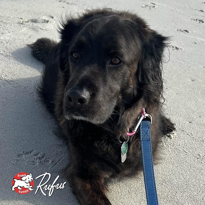 Fromm Four-Star Nutritionals Trout & Whitefish Dog Food - Premium Dry Dog Food - Trout Recipe - 12 lb - PAWPICO