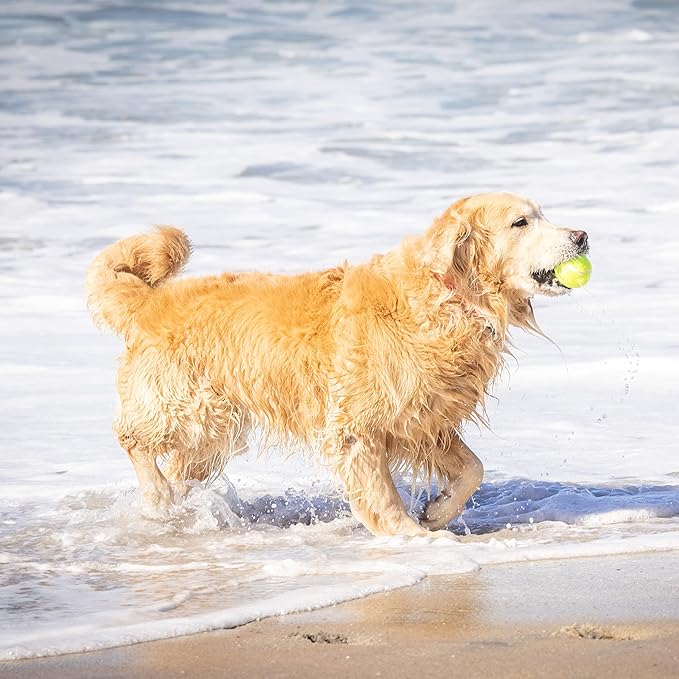 Hyper Pet Tennis Balls for Dogs - 12 Pack 2.5" for Exercise and Fetch, Interactive Toys, Great for Small Breeds - PAWPICO