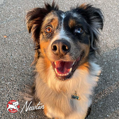 Fromm Heartland Gold Adult Premium Dry Dog Food - Beef Recipe - 4 lb - PAWPICO