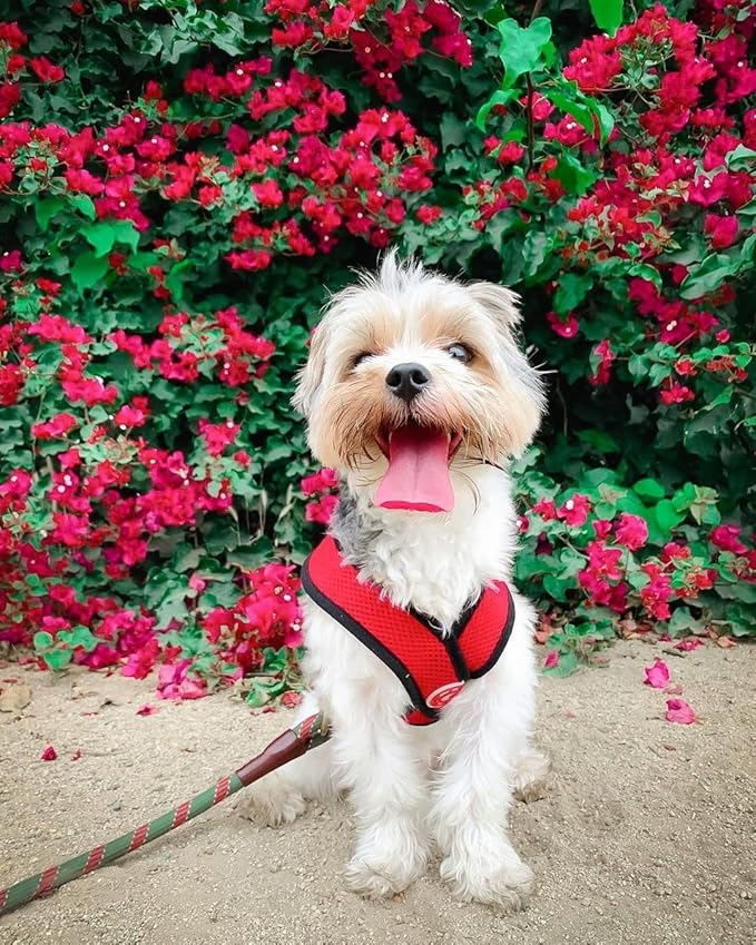 Gooby Comfort X Head In Harness - Red, X-Large - No Pull Small Dog Harness, Patented Choke-Free X Frame - Perfect on the Go Dog Harness for Medium Dogs No Pull or Small Dogs for Indoor and Outdoor Use Gooby