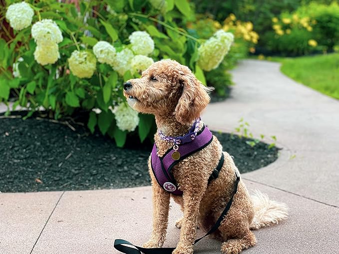 Gooby Comfort X Head In Harness - Purple, Small - No Pull Small Dog Harness Patented Choke-Free X Frame - Perfect on the Go Dog Harness for Medium Dogs No Pull or Small Dogs for Indoor and Outdoor Use Gooby