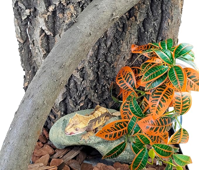 Woyrise 2 Pack Reptile Plants, Terrarium Hanging Plant Vines, Artificial Leaves with Suction Cup, Bearded Dragon Tank Accessories for Gecko Lizard Snake Frog Tortoise Decorations - Codiaeum Variegatum Woyrise
