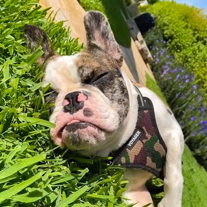 Best Pet Supplies Voyager Adjustable Dog Vest Harness Breathable No Pull Harness for Small, Medium, Large Dogs, Harness for Walking, Jogging, Easy Step-in, Reflective Stripes - (Army Base), L BestPetSuppliesLLC