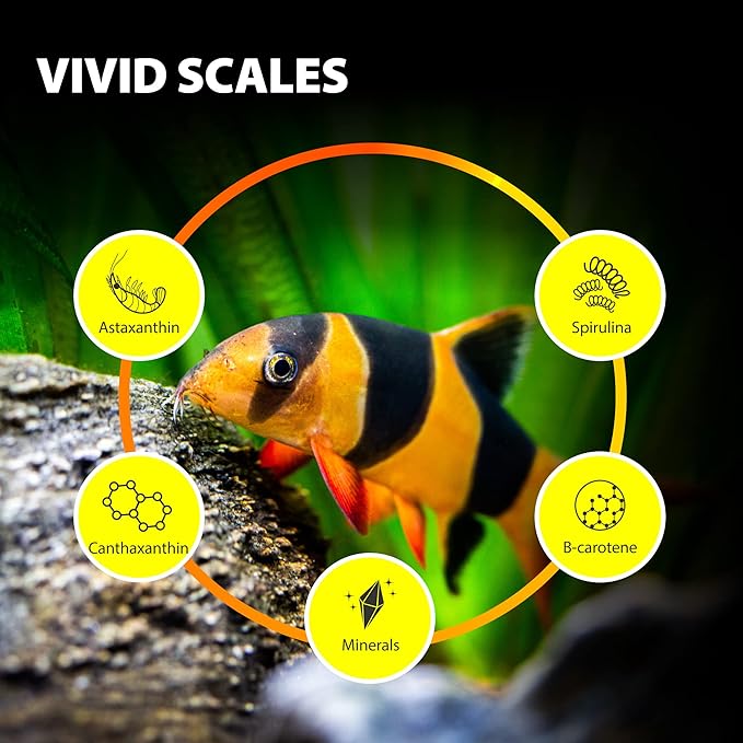 Purify Series for Algae Wafers Pleco Food, Spirulina Fish Food for Snails, Plecos, Algae Eaters and Bottom Feeders, Color Enhancing, All Natural Ingredients, 2.82oz (Pack of 2) GOODPARTNERFishFoodPurifySeries