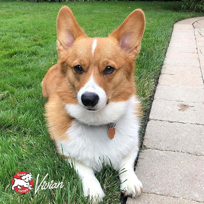 Fromm Heartland Gold Adult Premium Dry Dog Food - Beef Recipe - 12 lb - PAWPICO