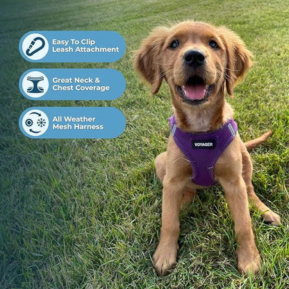 Voyager Step-in Air Dog Harness - All Weather Mesh, Reflective, No Pull Harness for Small, Medium Dogs, Cats - Secure with Hook & Loop Fastener, Buckle, Double D-Rings - Purple, XS BestPetSuppliesLLC